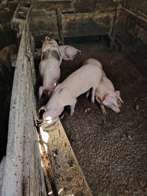 Vând purcei pietreni  - imagine 5 Vând purcei pietreni  - imagine 5