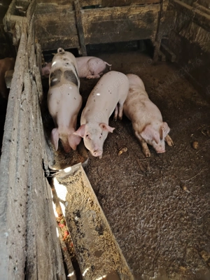 Vând purcei pietreni  - imagine 2 Vând purcei pietreni  - imagine 2