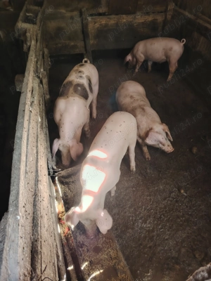 Vând purcei pietreni  - imagine 6 Vând purcei pietreni  - imagine 6