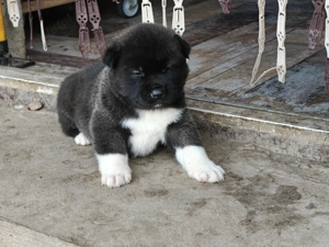 Akita American  - imagine 2