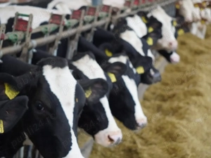 Angajăm îngrijitori animale pentru Germania!!!