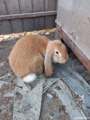 iepuri berbec german