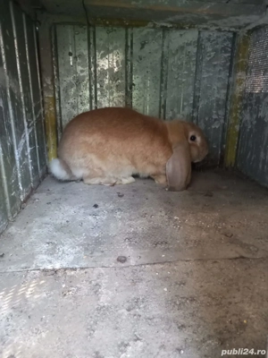 iepuri berbec german  - imagine 2