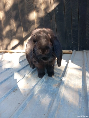 iepuri berbec german  - imagine 3