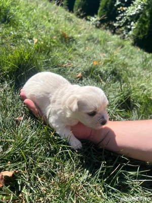 Bichon Maltez-1 luna  - imagine 2  Bichon Maltez-1 luna  - imagine 2
