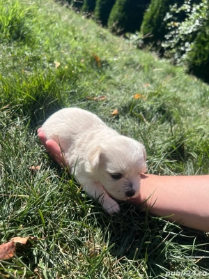 Bichon Maltez-1 luna  - imagine 4  Bichon Maltez-1 luna  - imagine 4