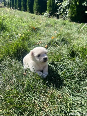 Bichon Maltez-1 luna  - imagine 3  Bichon Maltez-1 luna  - imagine 3