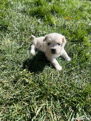  Bichon Maltez-1 luna 