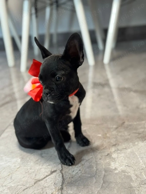 Buldog francez!! - imagine 4