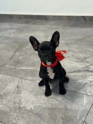 Buldog francez!! - imagine 3