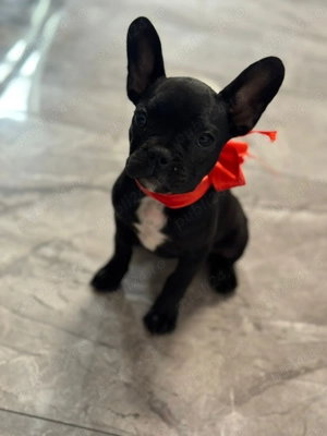 Buldog francez!! - imagine 2