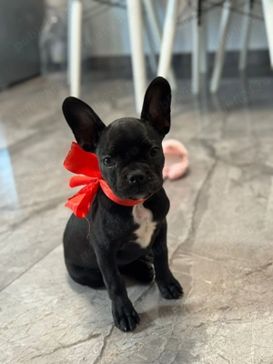 Buldog francez!! - imagine 5