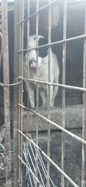 Mascul de Asia centrala