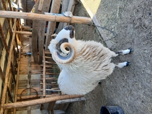 De vanzare 3 oi turcane si un berbec Pentru mai multe detalii sunați    - imagine 4