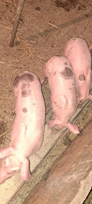 Purcei pt.îngrășat