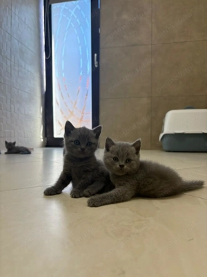 Cum să nu te îndrăgostești de o pisică British Shorthair