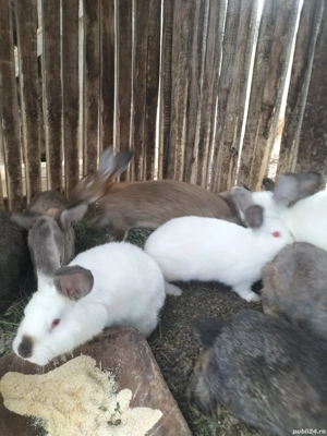 Vand iepuri - imagine 3 Vand iepuri - imagine 3