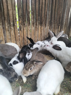 Vand iepuri - imagine 2 Vand iepuri - imagine 2