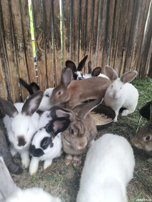 Vand iepuri - imagine 4 Vand iepuri - imagine 4