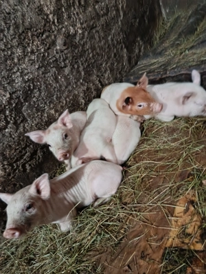 Scroafă cu 6 purcei de vânzare - imagine 2