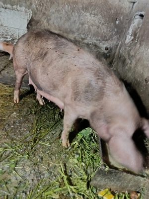 Scroafă cu 6 purcei de vânzare