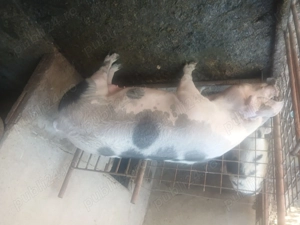 Porc 250-280 kg - imagine 4