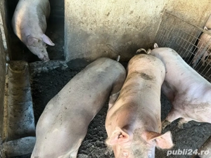 Porci de vanzare - imagine 3 Porci de vanzare - imagine 3