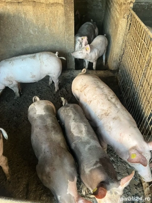 Porci de vanzare - imagine 2 Porci de vanzare - imagine 2