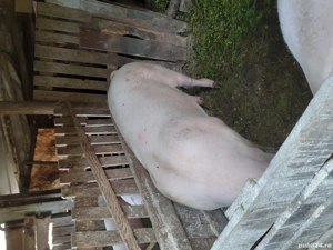 marele alb - imagine 6 marele alb - imagine 6