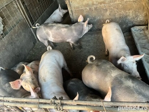 Porci de vanzare
