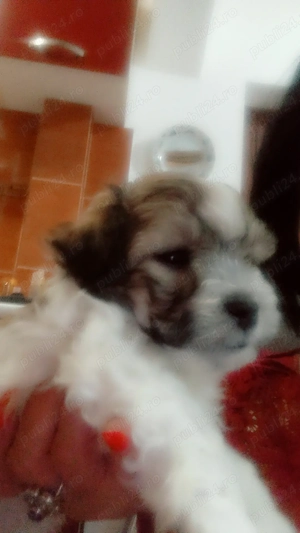 Vând shi-tzu drăgălași ,băieți  - imagine 4