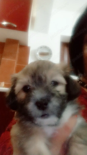 Vând shi-tzu drăgălași ,băieți  - imagine 2