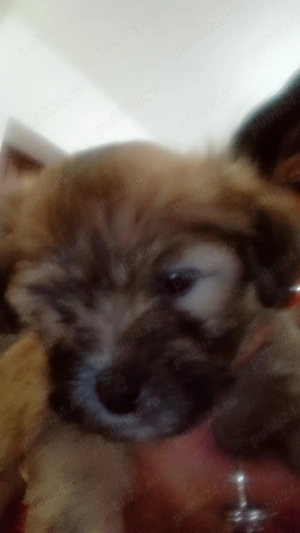 Vând shi-tzu drăgălași ,băieți  - imagine 3