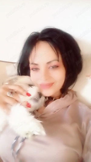 Vând shi-tzu drăgălași ,băieți 