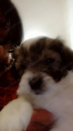 Vând shi-tzu drăgălași ,băieți  - imagine 5