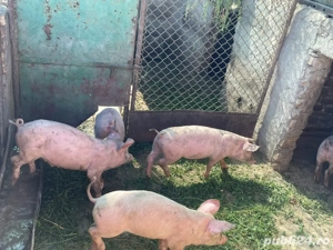 purcei vanzare  - imagine 3