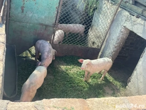 purcei vanzare  - imagine 2