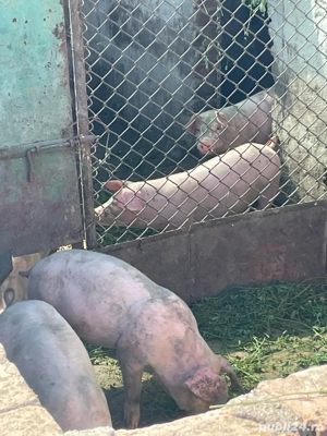 purcei vanzare  - imagine 4