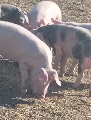 De vanzare 5 purcelușe  - imagine 2