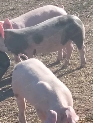 De vanzare 5 purcelușe 