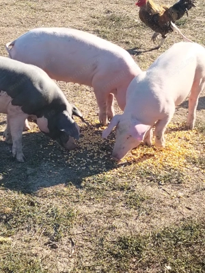 De vanzare 5 purcelușe  - imagine 3