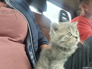 pisicuță british  - imagine 2