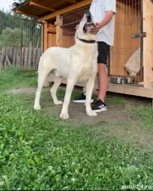 mascul ciobanesc de asia centrala 