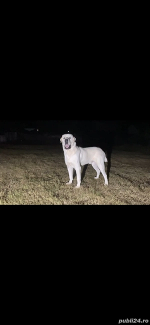 mascul ciobanesc de asia centrala  - imagine 3 mascul ciobanesc de asia centrala  - imagine 3