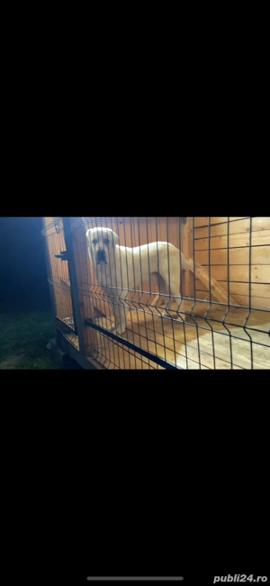 mascul ciobanesc de asia centrala  - imagine 4 mascul ciobanesc de asia centrala  - imagine 4