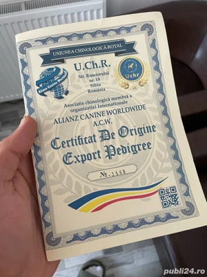 mascul ciobanesc de asia centrala  - imagine 5 mascul ciobanesc de asia centrala  - imagine 5