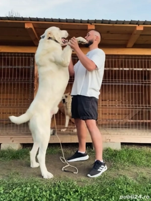 mascul ciobanesc de asia centrala  - imagine 2 mascul ciobanesc de asia centrala  - imagine 2