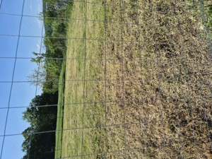 Teren intravilan 791 m - imagine 8