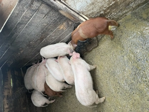 Purcei de vanzare de 7 saptamani - imagine 2