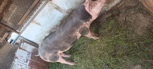 Vand sau schimb - imagine 2